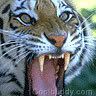 animal48.jpg