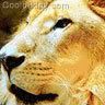 animal53.jpg