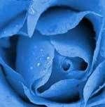blue_rose.jpg