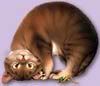 catav128.jpg