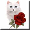 catav13.gif