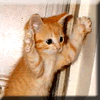 catav180.gif