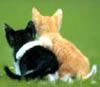 catav59.jpg