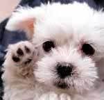cute_dog.jpg