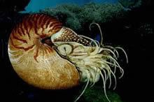 nautilus3.jpg