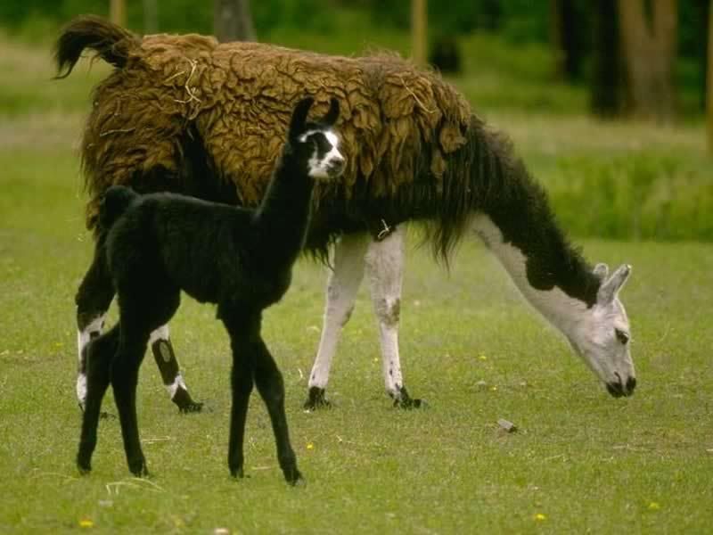 w_lama.jpg