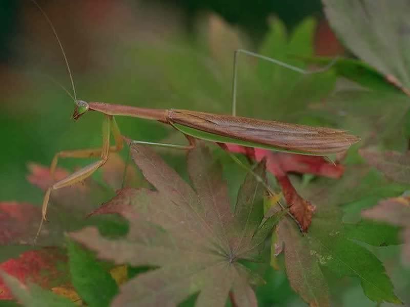 w_mantis.jpg