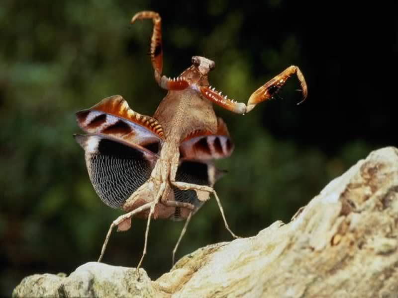 w_mantis1.jpg