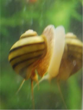 snail2-2.jpg