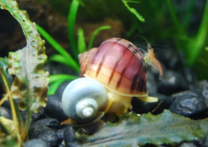 snails2.jpg