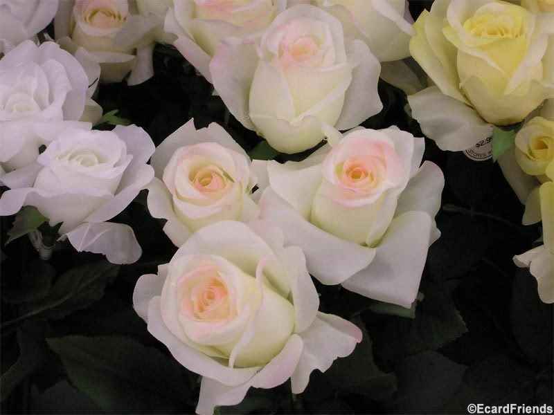 wallpaper white roses. White Roses Wallpaper