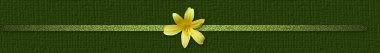 yellowflowerdiv1.jpg picture by amandavivina