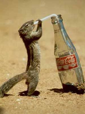 SQUIRREL_DRINK_POP1.jpg picture by amandavivina