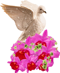 jxbq44g81.gif picture by amandavivina