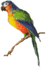 y_bird18.gif picture by amandavivina