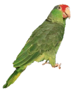 y_bird7.gif picture by amandavivina