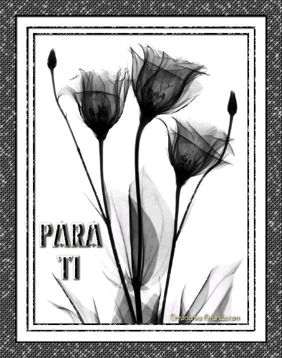 floresnegras.gif picture by amandavivina