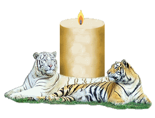 tigercandle1.gif picture by amandavivina