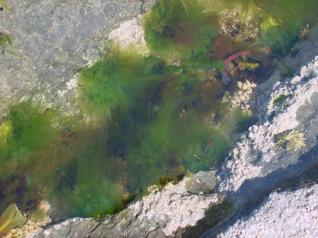 Rock Pool