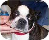 to Boston Terrier Rescue,