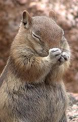 prayingsquirrel.jpg