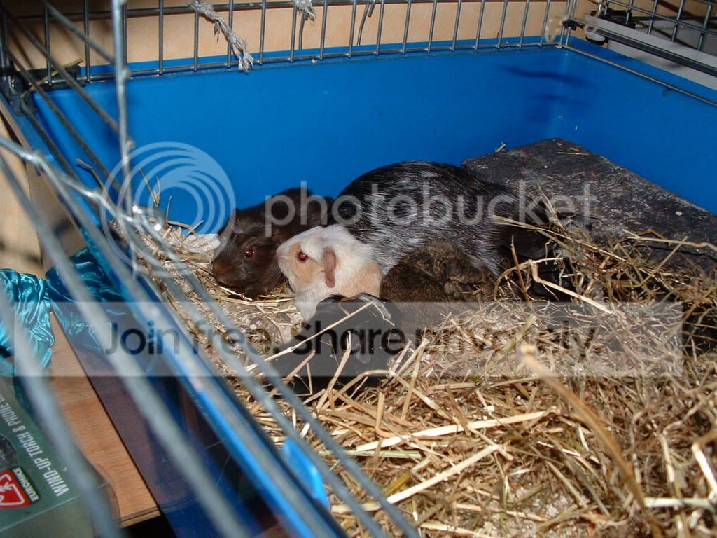 babies074.jpg