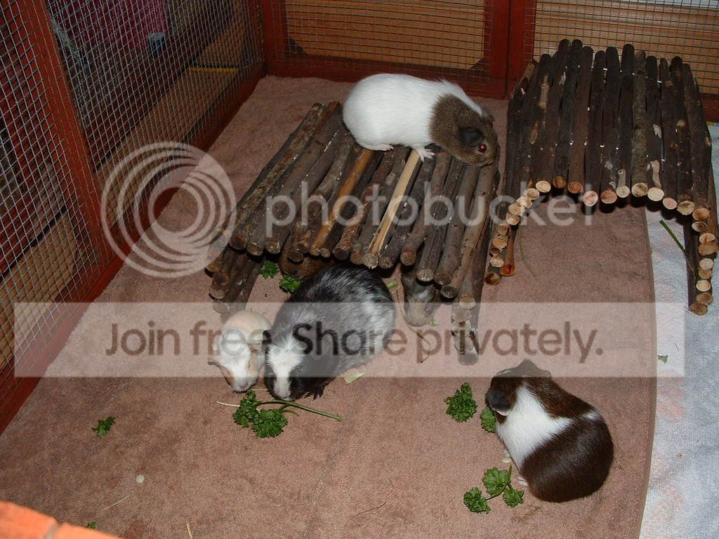 piggyplaytime010.jpg