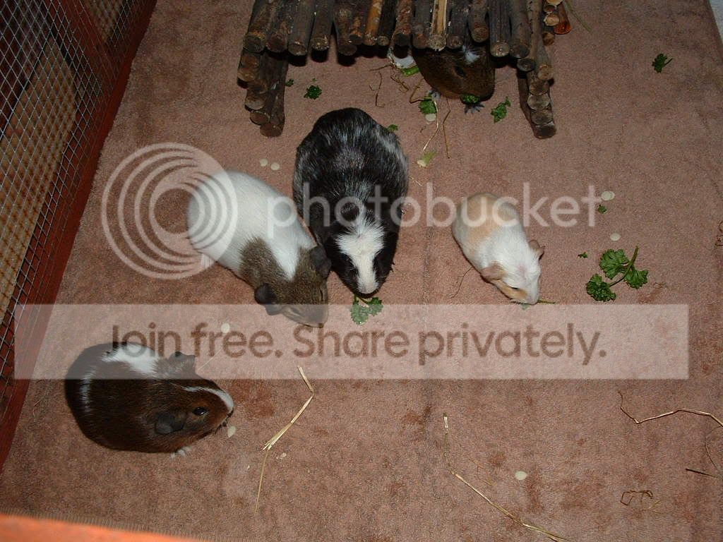 piggyplaytime013.jpg