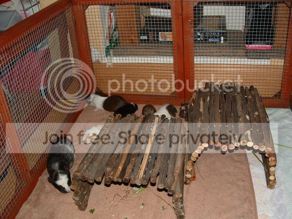 piggyplaytime019.jpg