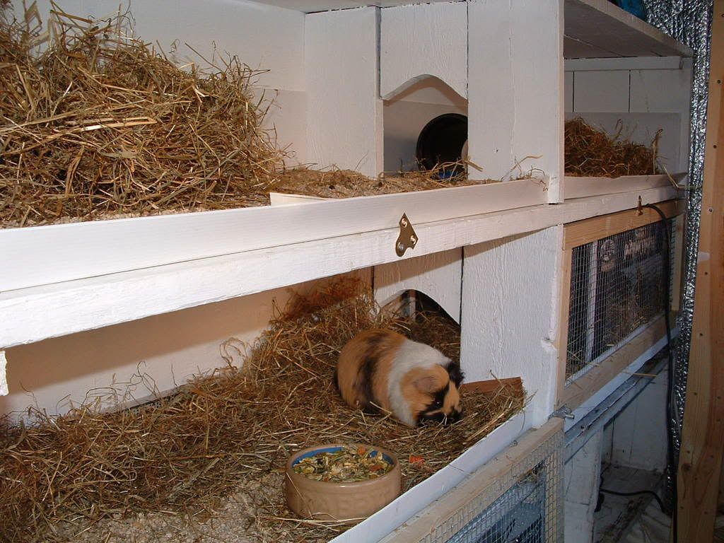 shed004.jpg