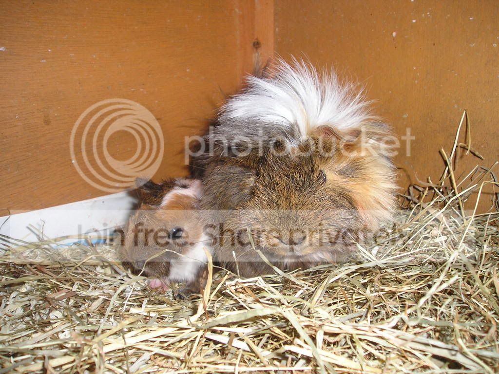GPhutches005.jpg