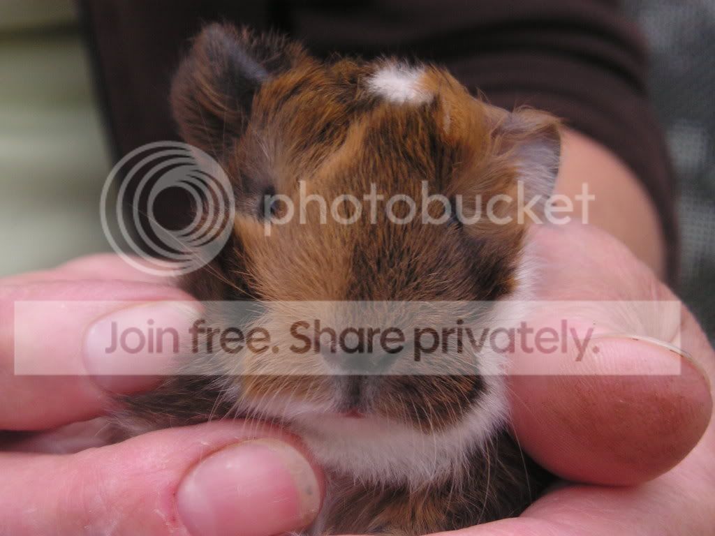GPhutches007.jpg