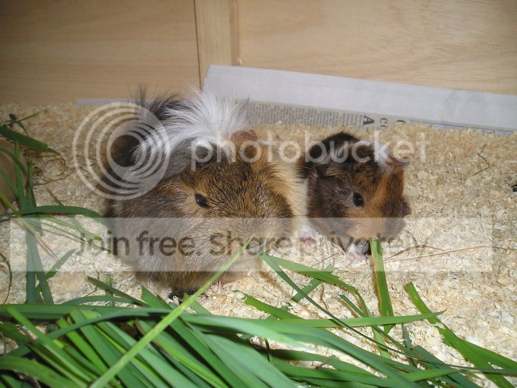 GPhutches010.jpg