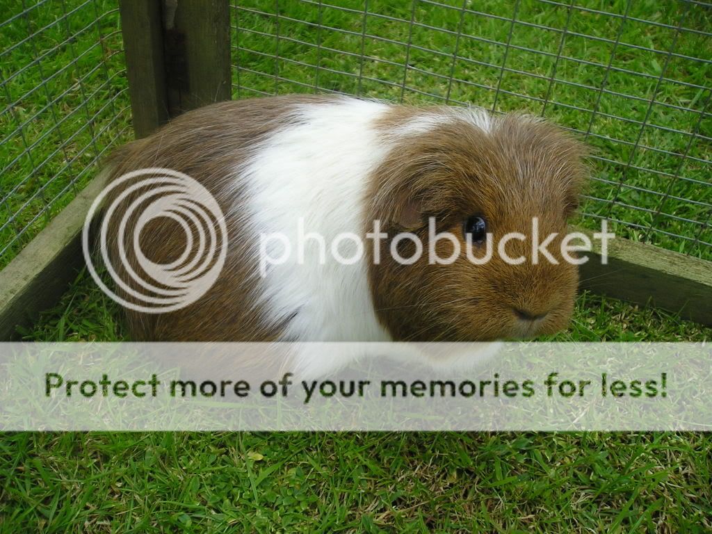 guineapigs011.jpg