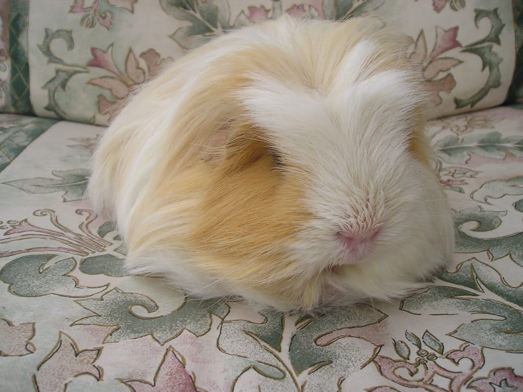 guineapigs028.jpg