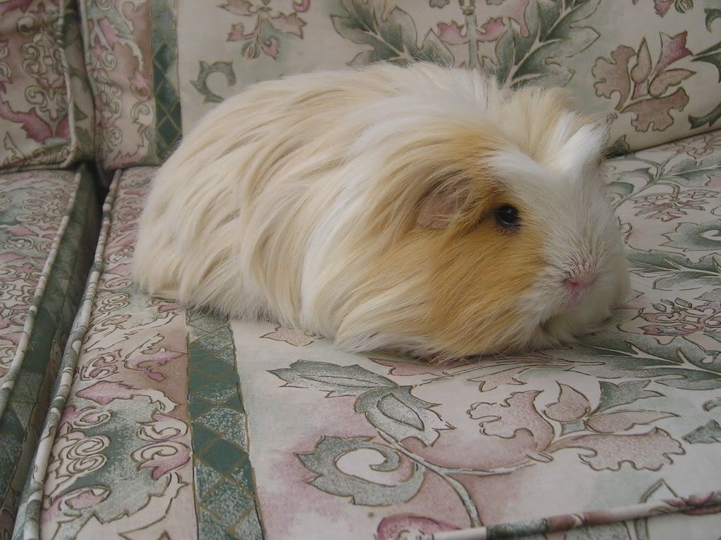 guineapigs031.jpg