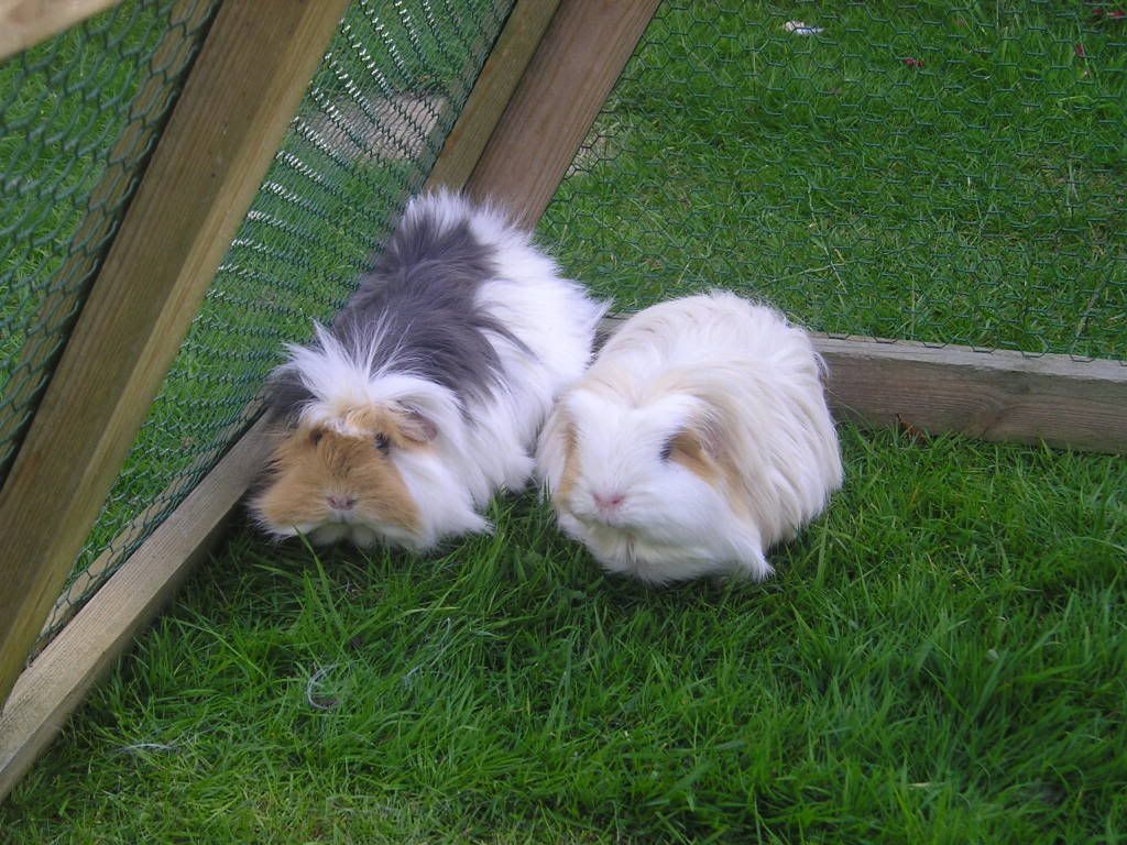 guineapigs032.jpg