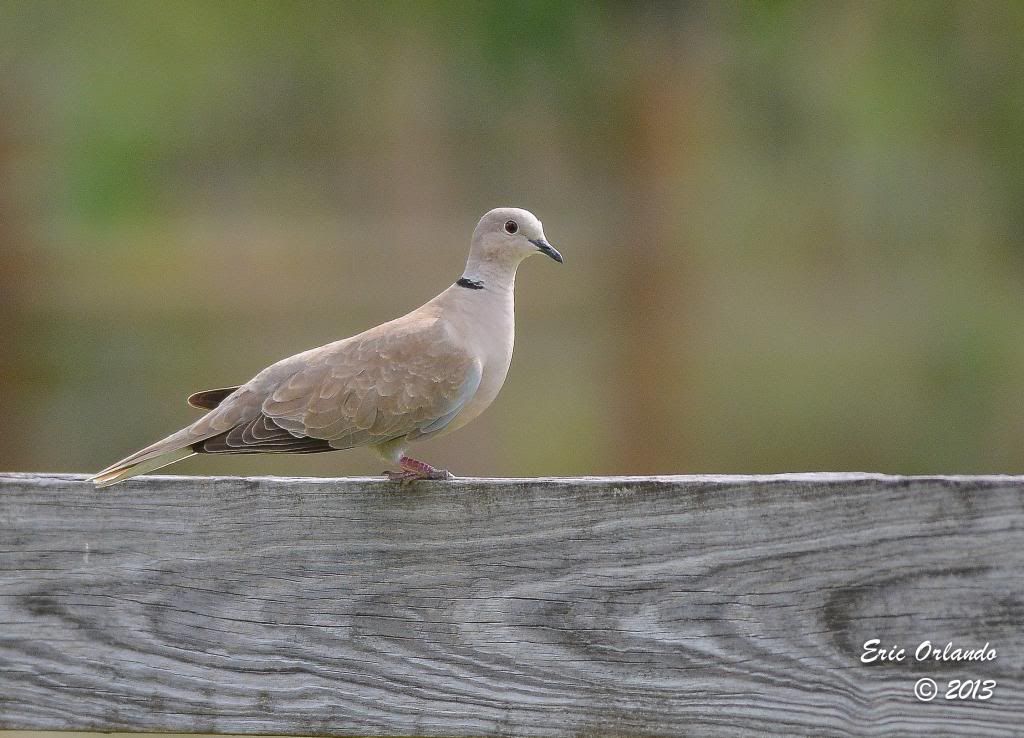 Eurasion Collared Doves (Ring neck doves) - FM Forums