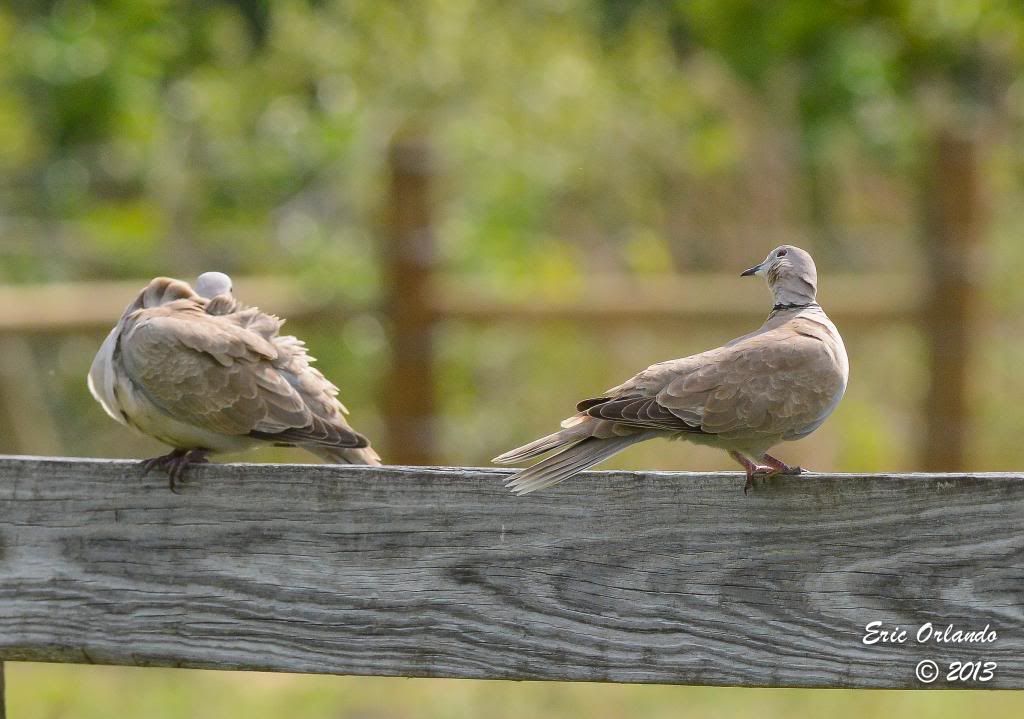 Eurasion Collared Doves (Ring neck doves) - FM Forums