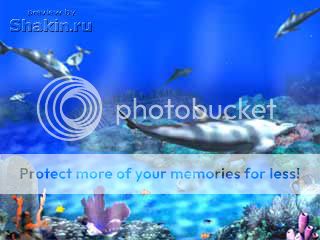 dolphins marine screensaver
