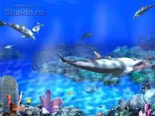 dolphins marine screensaver