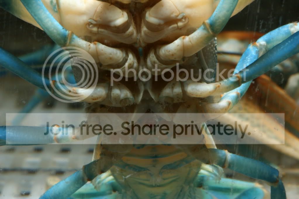 蓝钻 - 虾蟹螺图片区 - 老爹孔雀鱼水族宠物交流网 - powered by