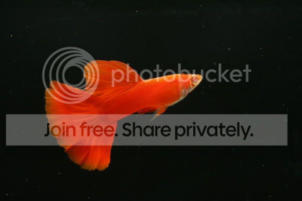 鱼格子~全红白子三部曲 - 贴图区 - 老爹孔雀鱼水族宠物交流网