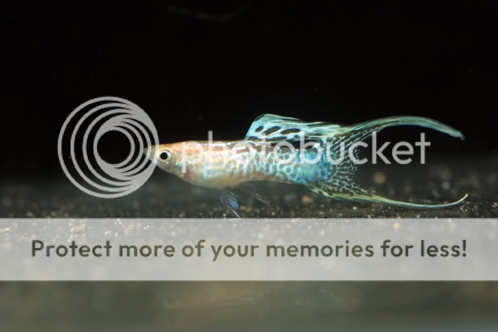 12/05/19 黄化蕾丝双剑~好鱼不等人没了呦!