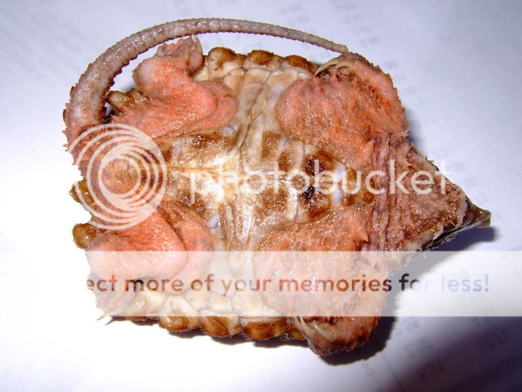 鳄迷们请看,绝对罕见.