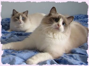 Kebekat Godiva, BellaPalazzo Happy of SI*Luxus